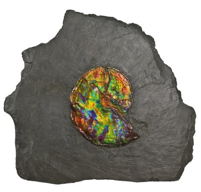 En stor iriserende ammonit, fra Canada (fossil) af Unbekannt