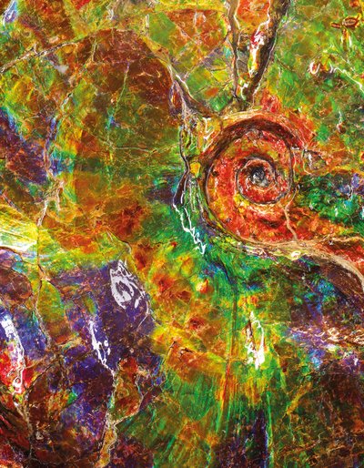 En stor iriserende ammonit, fra Canada (fossil) af Unbekannt