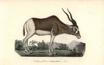 Addax eller skruehornsantilope, Addax nasomaculatus. Kritisk truet. Håndkoloreret kobberstik fra Rene Primevere Lessons Complements de Buffon, Pourrat Freres, Paris. af Unbekannter Künstler