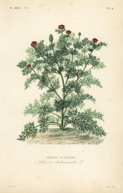 Adonis blomst eller fasanøje, Adonis annua, Adonis autumnalis, Adonide d