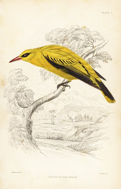 Afrikansk guldpirol, Oriolus auratus. Håndkoloreret stålstik af William Lizars efter William Swainson fra Sir William Jardine