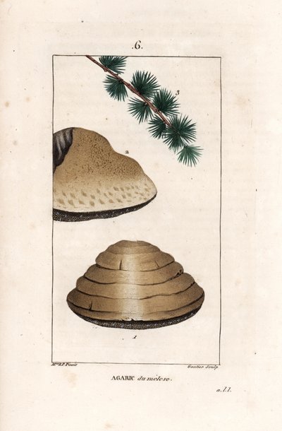 Agaric du meleze - Stik af Gautier d