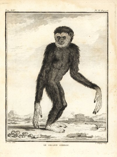 Agil gibbon, Hylobates agilis. Engandered. Den store gibbon. Kobberstik af C. Baquoy, efter en illustration af Jacques de Seve fra Georges-Louis Leclerc, Comte de Buffon