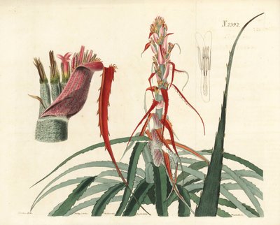 Aguava, Bromelia alsodes (Smalbladet ananas, Bromelia sylvestris). Håndkoloreret kobberstik af Weddell efter en botanisk illustration af John Curtis fra William Curtis