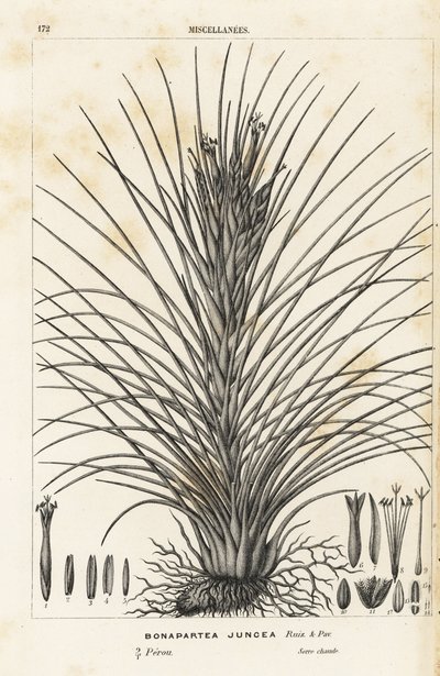 Luftplante, Tillandsia juncea (Bonapartea juncea). Håndkoloreret litografi fra Louis van Houtte og Charles Lemaires Flowers of the Gardens and Hothouses of Europe, Flore des Serres et des Jardins de l