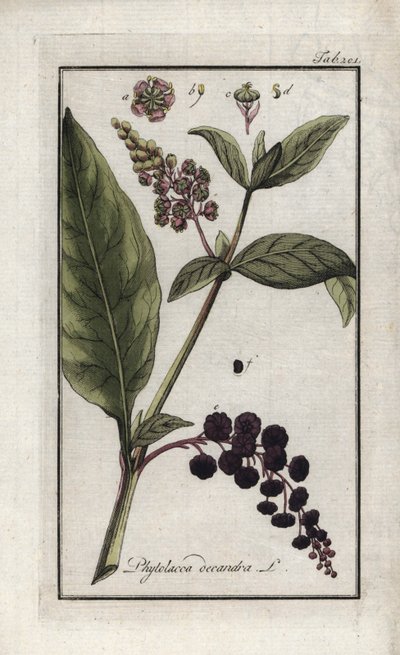 Amerikansk drue eller spinard fra Cayenne eller Indien (Phytolacca decandra). Litografi fra "Afbeelding der Artseny-Gewassen" af Johannes Zorn (1739-1799), Holland af Unbekannter Künstler