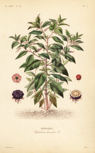Amerikansk pokeweed, Phytolacca americana, Phytolacca decandra, Phytolaque af Unbekannt