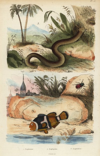 Amphicoma sculelata 1, saddleback klovnefisk, Amphiprion polymnus 2 og hvid ormefirben, Amphisbaena alba 3. Amphiprion laticlavius ​​​​Amphicome, Amphiprion, Amphisbene af Unbekannt