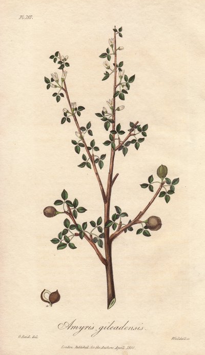 Amyris elemifera eller Elemi-træ (Commiphora gileadensis) Stærkt vand af William Clarke til at illustrere "Medical Botanical, Description of the Medicinal Plants of London, Edinburgh and Dublin" af John Stephenson og James Morss Churchill, udgivet i London af Unbekannter Künstler
