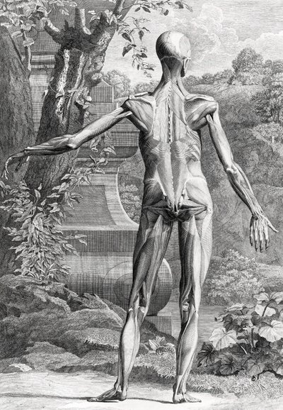 Anatomisk illustration af Unbekannter Künstler