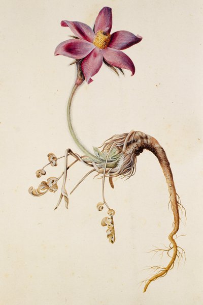 Anemone pulsatilla/Anenome pulstaille af Unbekannt