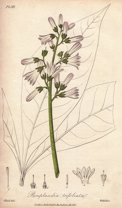 Angostura-træ, Angostura trifoliata af Unbekannter Künstler