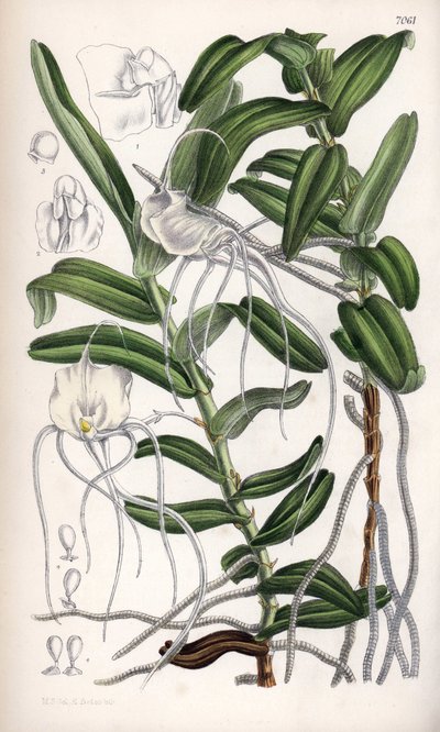 Angraecum germinyanum, Madagasvar hvid orkidé. Opkaldt efter grev Adrien de Germiny, Frankrig. Tegning af Matilda Smith (1854-1926), litografi af J.N. Fitch i Curtis Botanical Magazine, af Joseph Dalton Hooker, udgivet i London, England, af L. Reeve an af Unbekannter Künstler