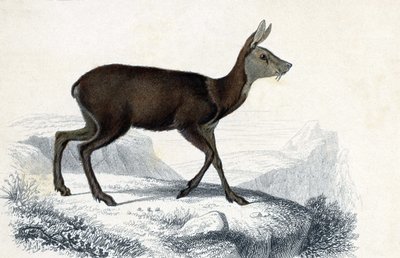 Dyretavle: Chevrotain (Moschus Pygnueus). Mammiferes quadrupedes ruminants - i "Dictionnaire universel d