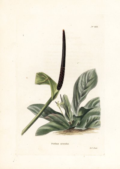 Anthurium-fuglerede eller anthurium-kål (Pothos acaulis) - litografi af George Cooke, til det britiske magasin Conrad Loddiges Botanical Cabinet (1738-1826) af Unbekannter Künstler