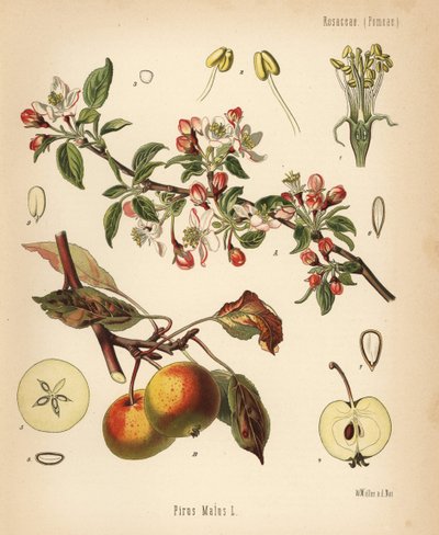 Æbletræ, Malus domestica (Pyrus malus). Kromolitografi efter en botanisk illustration af Walther Muller fra Hermann Adolph Koehler
