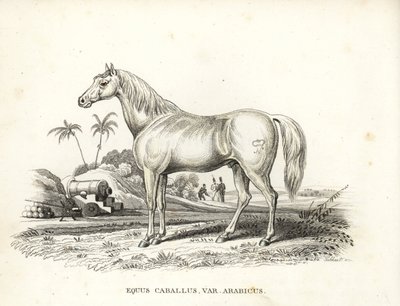 Arabisk hest eller araberhest, Equus caballus var. arabicus. Med Napoleons mærke på flanken og franske soldater og kanoner på en nordafrikansk slagmark. Håndkoloreret litografi fra Georg Friedrich Treitschkes naturhistoriske galleri. af Unbekannter Künstler