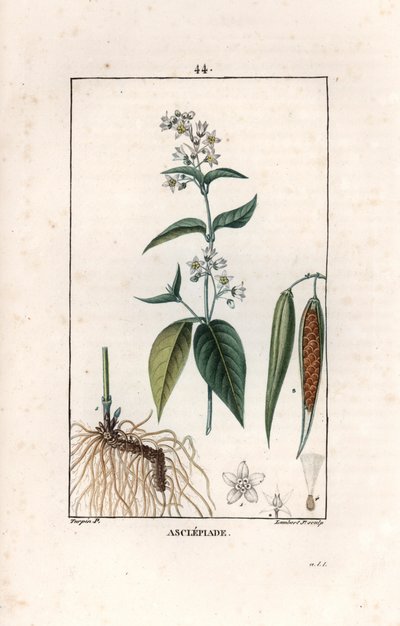 Asclepiade ou herbe à la wadding ou herbe aux parruches - Stik af Lambert fils, efter tegning af Pierre Jean Francois Turpin (1775-1840), uddrag fra La flore medicale, af Chaumeton, Poiret et Chamberet, Paris 1830 - Svaleurt, Vincetoxicum hirund af Unbekannter Künstler