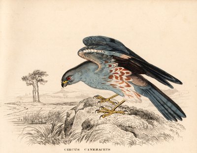 Ash-coloured harrier, Circus cineraceus. Håndkoloreret stålstik fra Georg Friedrich Treitschkes naturhistoriske galleri, Naturhistorischer Bildersaal des Thierreiches, Liepzig. af Unbekannter Künstler