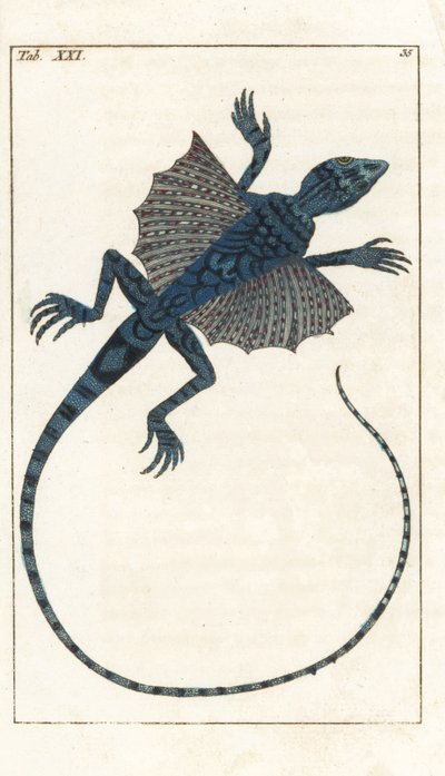Asiatisk flyveøgle - Forte Water af Gottlieb Tobias Wilhelm (1758-1811), fra Encyclopedie of Natural History: Amfibier af Unbekannter Künstler