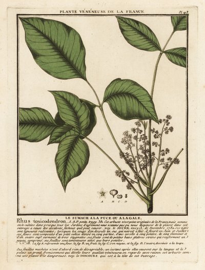 Atlantisk gifteg, Toxicodendron pubescens. af Unbekannter Künstler