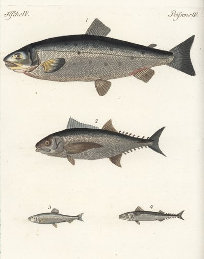 Atlantisk laks, Salmo salar 1, tun, Thunnus species 2, atlantisk sild, Clupea harengus 3, og atlantisk makrel (makrel), Scomber scombrus 4. Håndkoloreret kobberstik fra Friedrich Johann Bertuchs Bilderbuch fur Kinder (Billedbog for børn). af Unbekannter Künstler