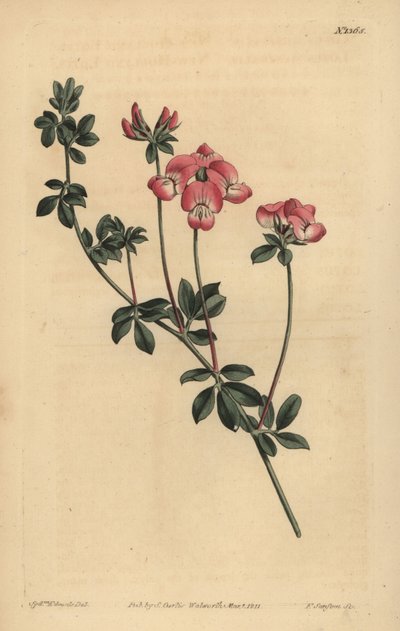 Austral trefoil eller New-Holland lotus, Lotus australis af Unbekannt