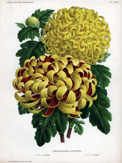Efterårskrysantemum-hybrider: M. C. Orchard har stor gul blomst og karmoisinrød, og M. H. Cannell har stor gul blomst. af Unbekannter Künstler