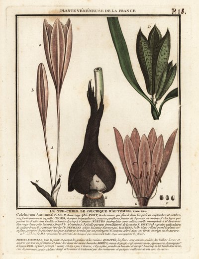 Efterårskrokus, Colchicum autumnale. af Unbekannter Künstler