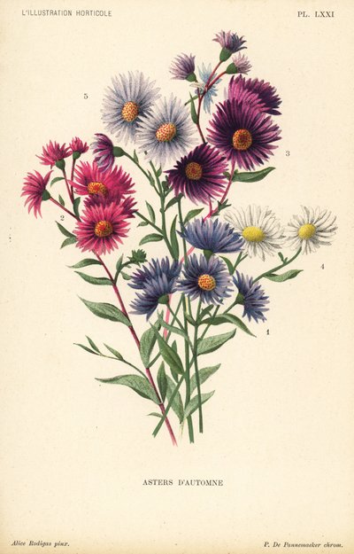 Efterårets asters: Aster novae angliae var. Constance, Aster novae angliae var. Ruber, Aster novae angliae var. Bowman, Aster amygdalinus og Aster novi belgii Robert Parker. Kromolitografi af Pieter de Pannemaeker efter en illustration af Alice Rodigas f af Unbekannter Künstler
