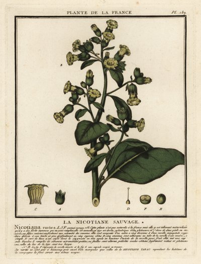 Aztekisk tobak, Nicotiana rustica. af Unbekannter Künstler
