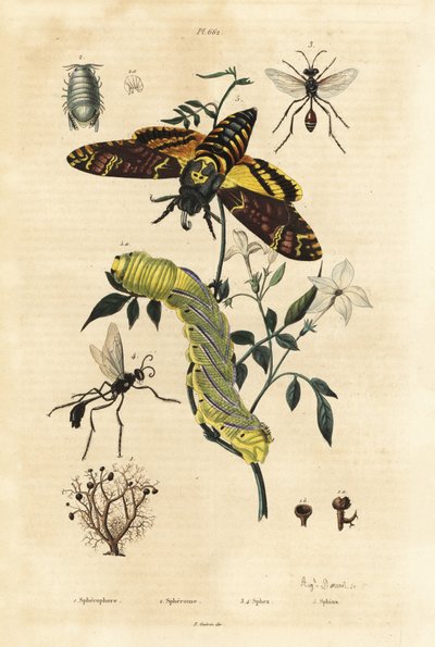 Kuglelav, Sphaerophorus globulus 1, Dynamene krebsdyr 2, gravehvepse, Sphex-arter 3,4 og afrikansk dødshovedhøge, Acherontia atropos og larve 5 af Unbekannt