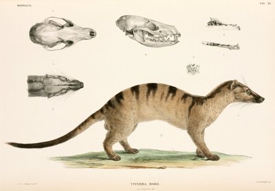 Båndet palmecivet, Indonesien af Unbekannter Künstler