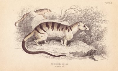 Båndet palmecibetkat, Hemigalus derbyanus (Hemigalea zebra). Truet. Håndkoloreret stålstik af Lizars efter en illustration af Charles Hamilton Smith fra William Jardine