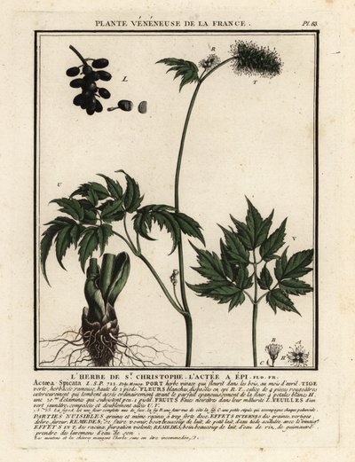 Banebær, Actaea spicata. af Unbekannter Künstler