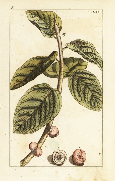 Banyan figengren med frugt, Ficus benghalensis. af Unbekannter Künstler