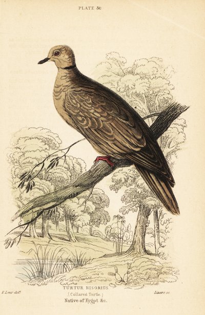 Barbarydue, Streptopelia risoria. 1889 (gravering) af Unbekannter Künstler
