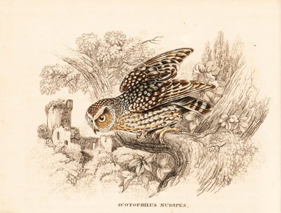 Bare-legged owl, Margarobyas lawrencii (Nøgenfodet natugle, Scotophilus nudipes). Håndkoloreret stålstik fra Georg Friedrich Treitschkes naturhistoriske galleri, Naturhistorischer Bildersaal des Thierreiches, Liepzig. af Unbekannter Künstler