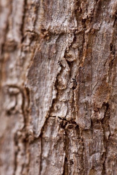 Bark II (fotografi) af Unbekannter Künstler
