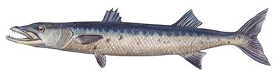 Barracuda - Stor barracuda (Sphyraena barracuda) af Unbekannter Künstler