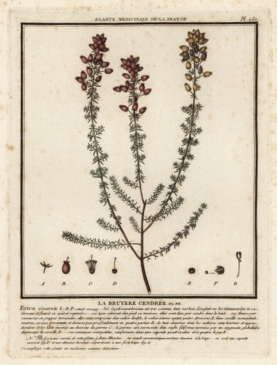 Klokkelyng, Erica cinerea. af Unbekannter Künstler