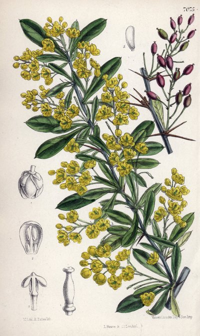 Berberis lycium, berberisbusk med gule blomster fra det vestlige Himalaya. Tegning af Matilda Smith (1854-1926), litografi af E. Bates i Curtis Botanical Magazine, af Joseph Dalton Hooker, udgivet i London, England, af L. Reeve and Co. af Unbekannter Künstler
