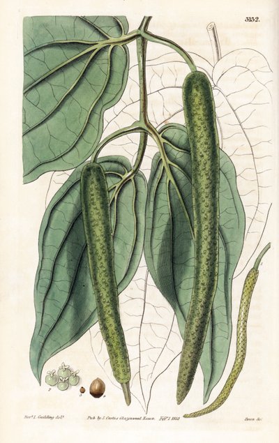 Betel - Betelpebber, Piper betle. Håndkoloreret kobberstik af Swan efter en illustration af pastor L. Goulding fra Samuel Curtis