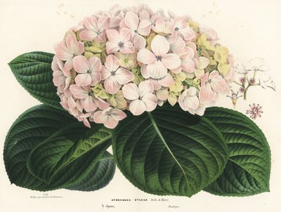Storbladet hortensia, Hydrangea macrophylla (Hydrangea otaksa). Håndkoloreret litografi fra Louis van Houtte og Charles Lemaires Flowers of the Gardens and Hothouses of Europe, Flore des Serres et des Jardins de l