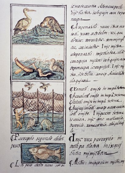 Fuglejagt på søen, side fra den florentinske Codex, tosproget version på spansk og Nahuatl, General History of the Things of New Spain, af den spanske missionær Fray Bernardino de Sahagun (1499-1590). Aztekisk civilisation af Benjamin Baud