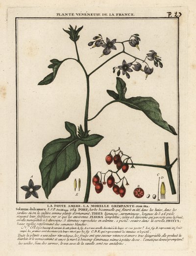 Bittersød natskygge, Solanum dulcamara. af Unbekannter Künstler