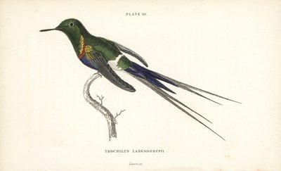Sortbuget tornskade, Discosura langsdorffi (Langsdorff