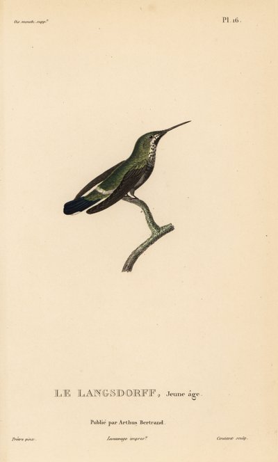 Sortbuget tornskade, Discosura langsdorffi (Ornismya langsdorfii). Umoden. Håndkoloreret stålstik af Coutant efter en illustration af Jean-Gabriel Pretre fra Rene Primevere Lessons Natural History of the Colibri Genus of Hummingbirds. af Unbekannter Künstler