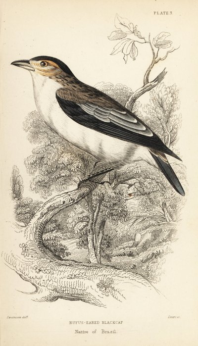 Sortkronet tityra, Tityra inquisitor (Rufos-eared black-cap, Psaris erythrogenys). Håndkoloreret stålstik af William Lizars efter en illustration af William Swainson fra Sir William Jardine