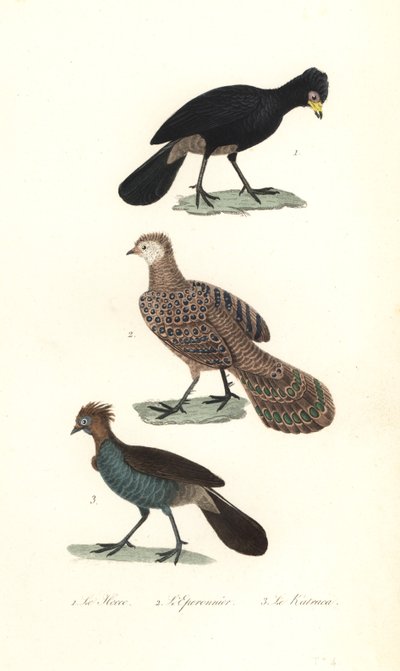 Sort curassow, grå påfugl-fasan og chachalaca. af Unbekannter Künstler